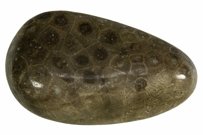 Polished Petoskey Stone (Fossil Coral) - Michigan #328366